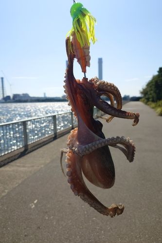 タコの釣果