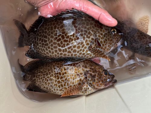 オオモンハタの釣果