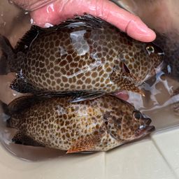 オオモンハタ