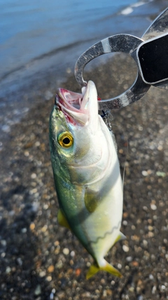 ショゴの釣果