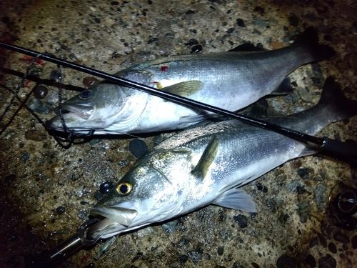 シーバスの釣果