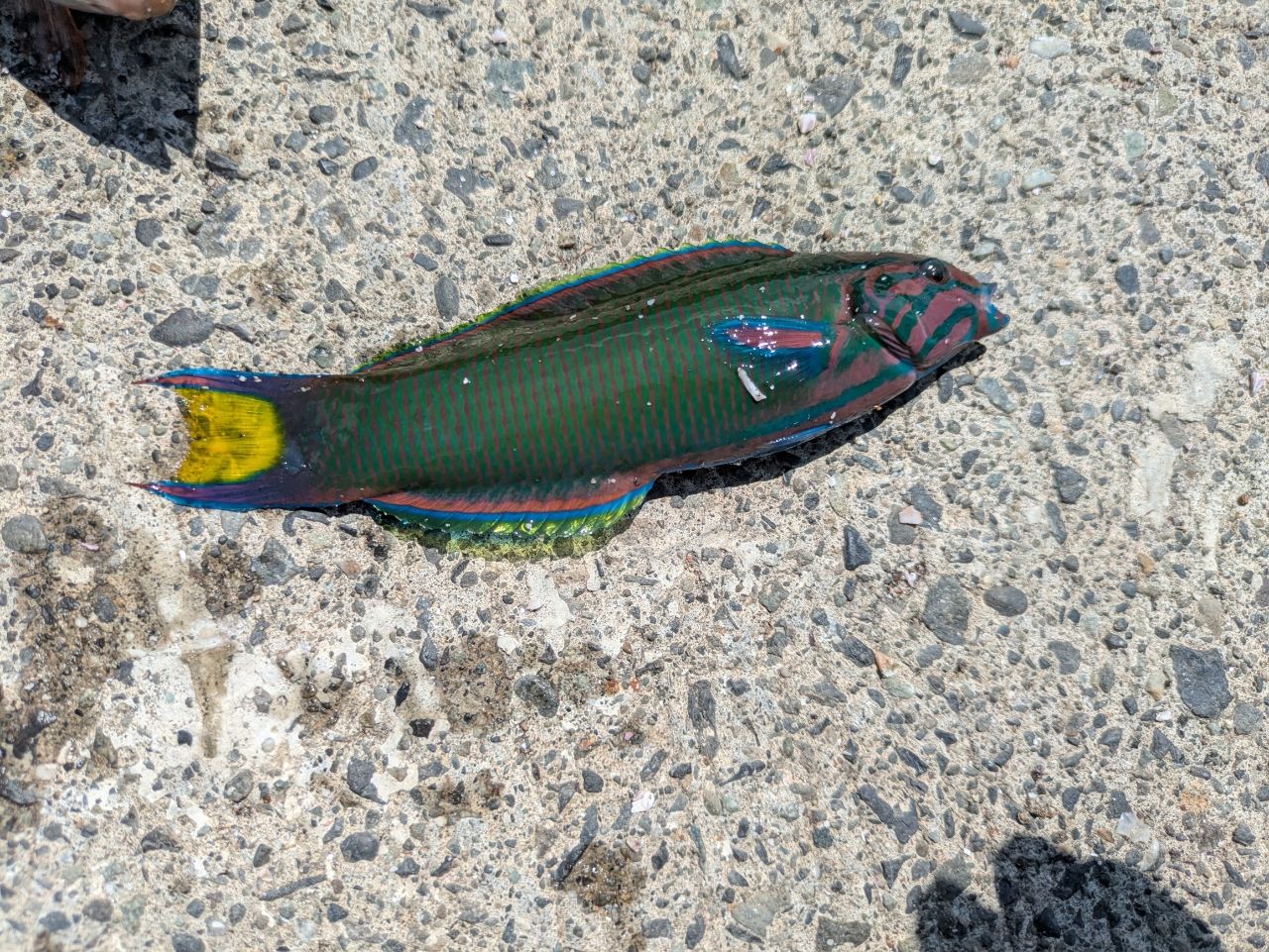 ニシキベラ