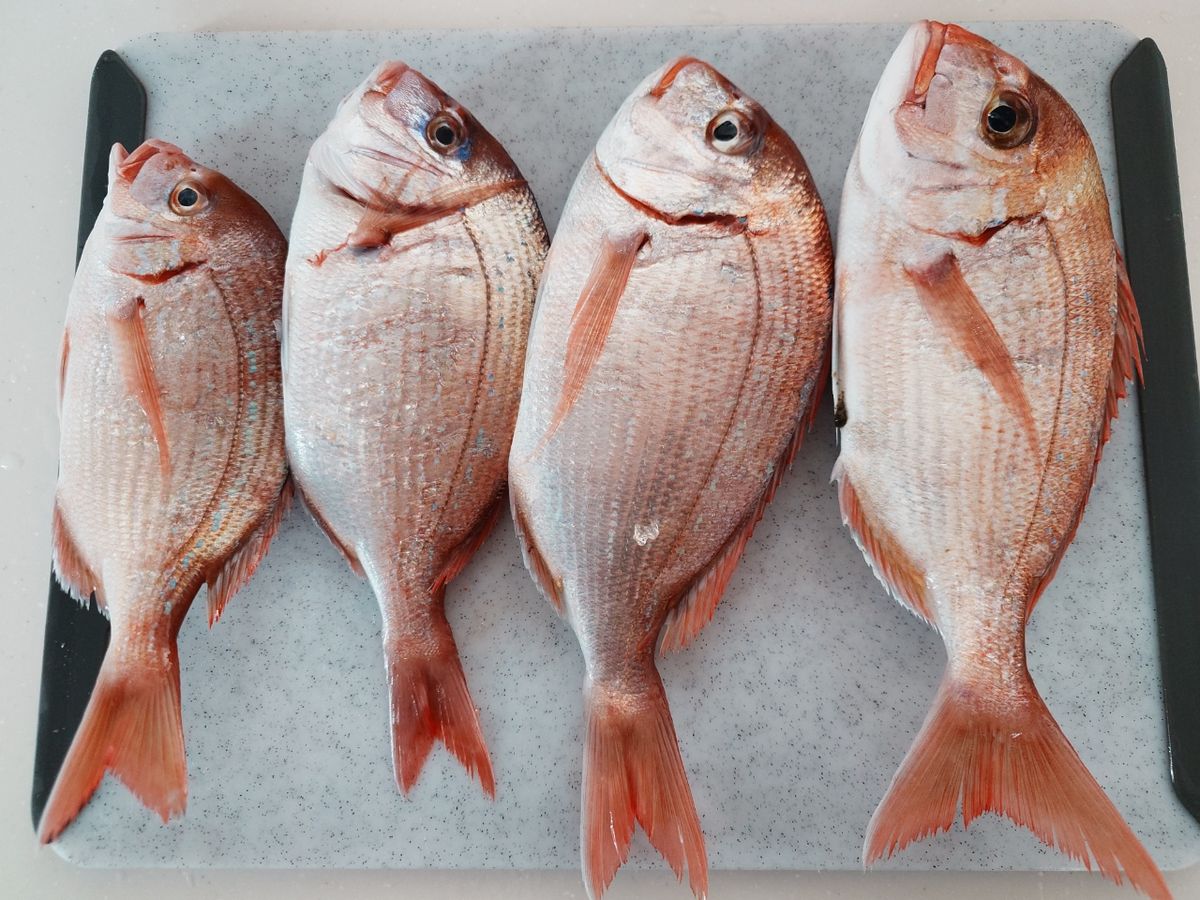 tailifeさんの釣果 2枚目の画像