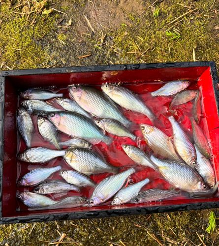 カネヒラの釣果