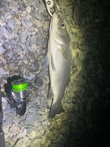 ヒラスズキの釣果