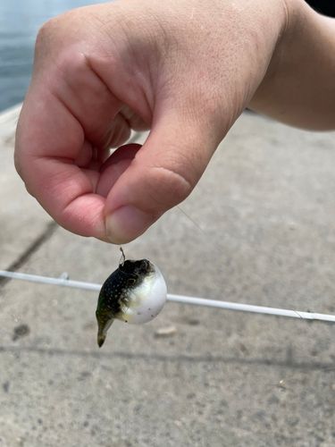 フグの釣果