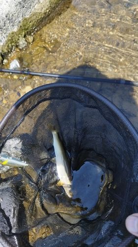アユの釣果