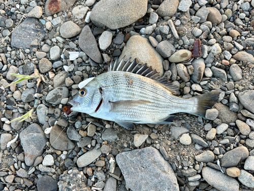 チヌの釣果