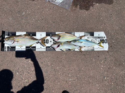 釣果