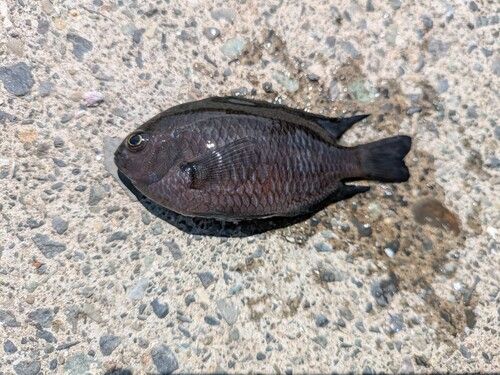 クロスズメダイの釣果