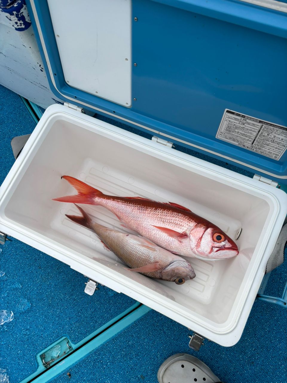 どかじゃさんの釣果 1枚目の画像