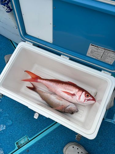 オオクチハマダイの釣果