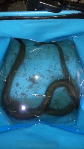 ウナギの釣果