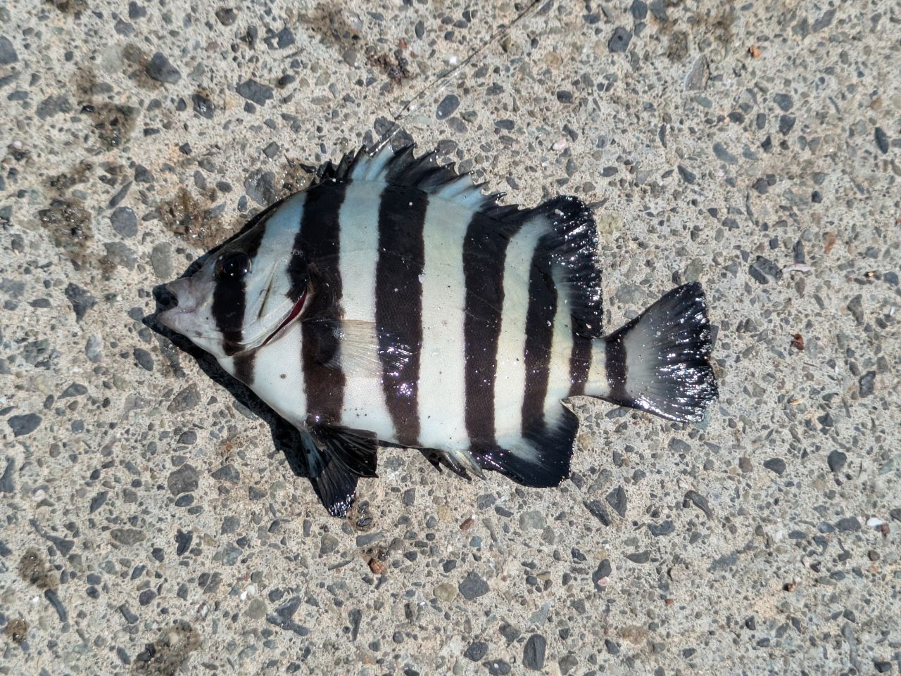 イシダイ