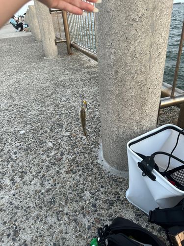 セイゴ（マルスズキ）の釣果