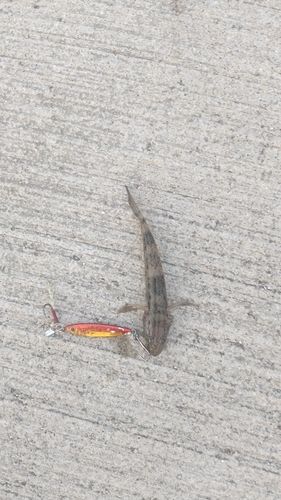 ハゼの釣果