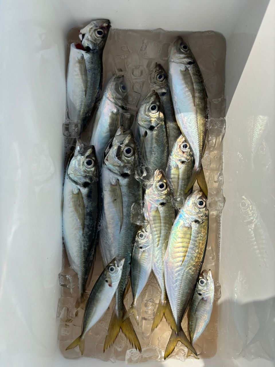 どかじゃさんの釣果 2枚目の画像