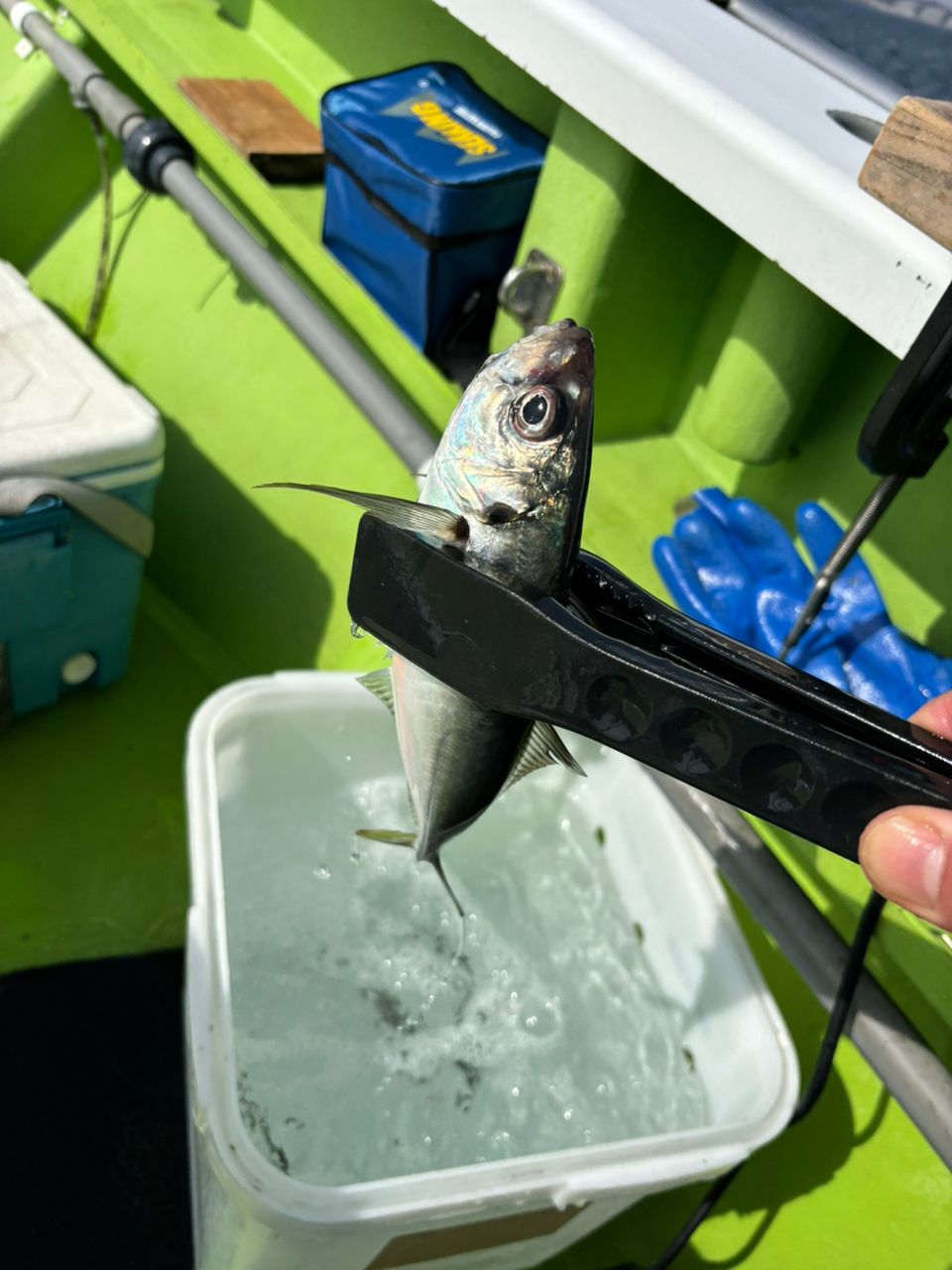 どかじゃさんの釣果 3枚目の画像