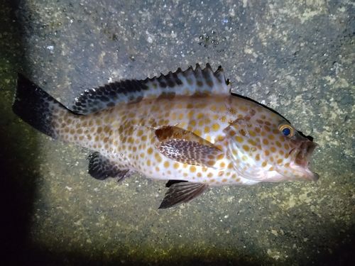 オオモンハタの釣果
