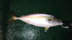 イナダの釣果