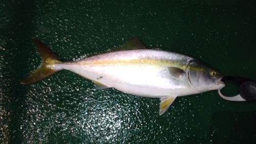 イナダの釣果