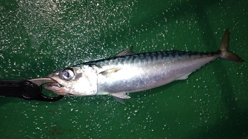サバの釣果
