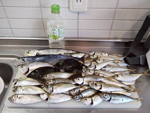 アジの釣果