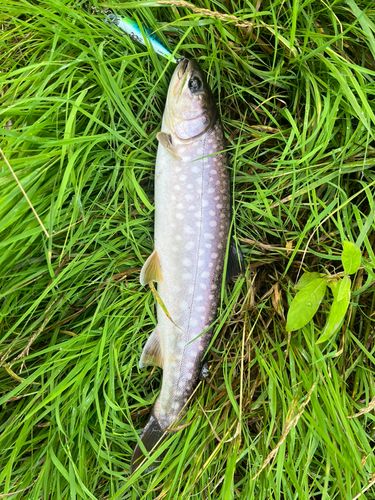 アメマスの釣果