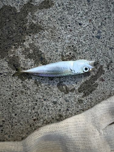 サバの釣果