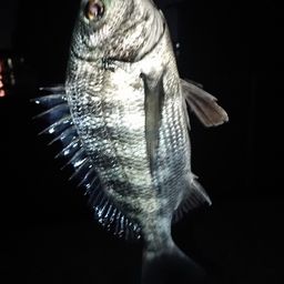 クロダイ