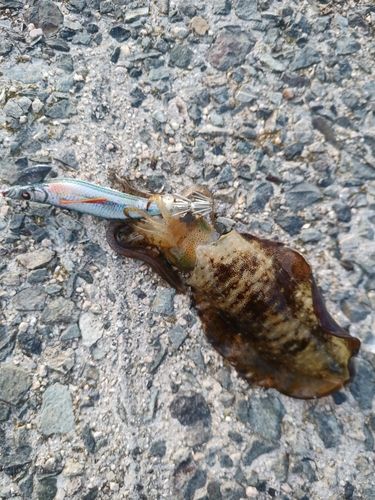 アオリイカの釣果
