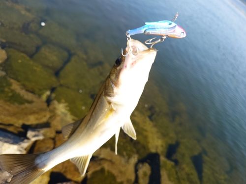 スズキの釣果