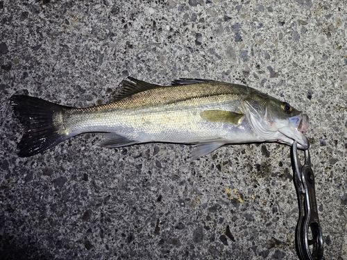 セイゴ（マルスズキ）の釣果