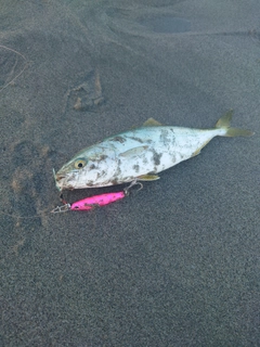 ツバスの釣果