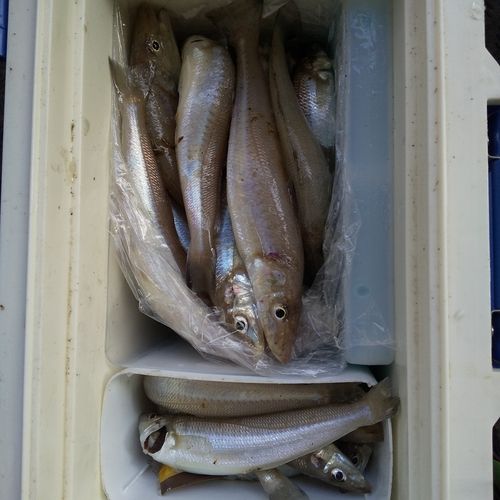 シロギスの釣果