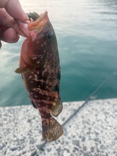 アコウの釣果