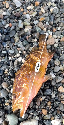 キジハタの釣果