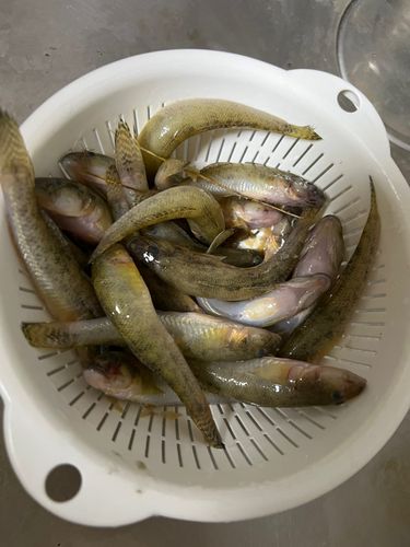 ハゼの釣果