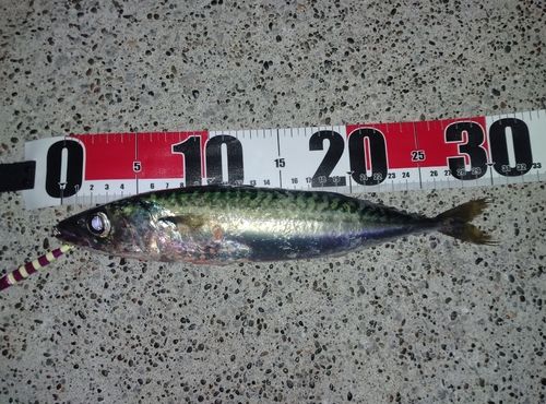 サバの釣果