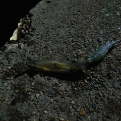 ベイカの釣果