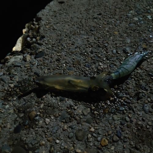 ベイカの釣果