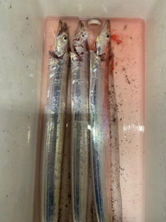 タチウオの釣果