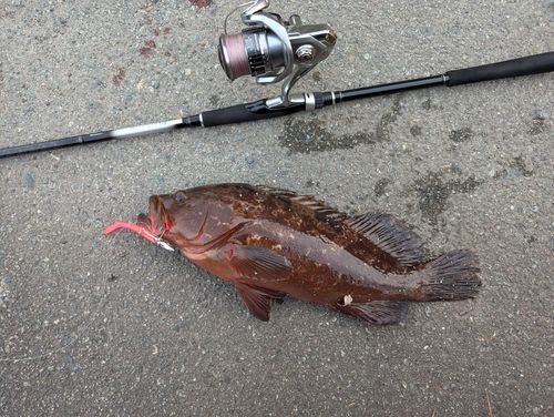 キジハタの釣果