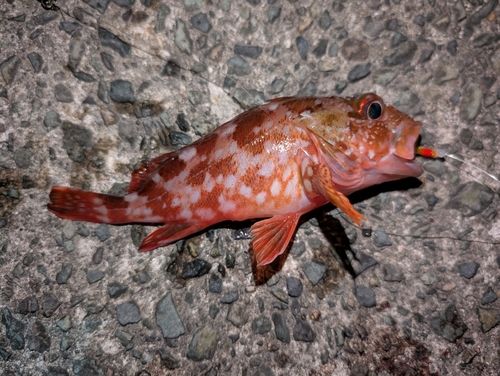 カサゴの釣果