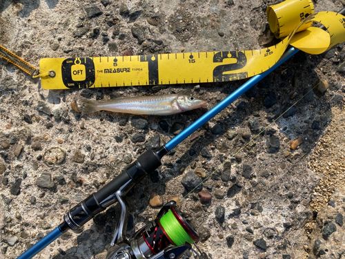 シロギスの釣果