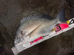 キビレの釣果