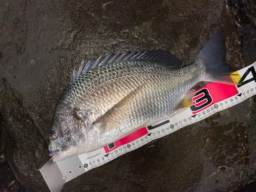 キビレの釣果