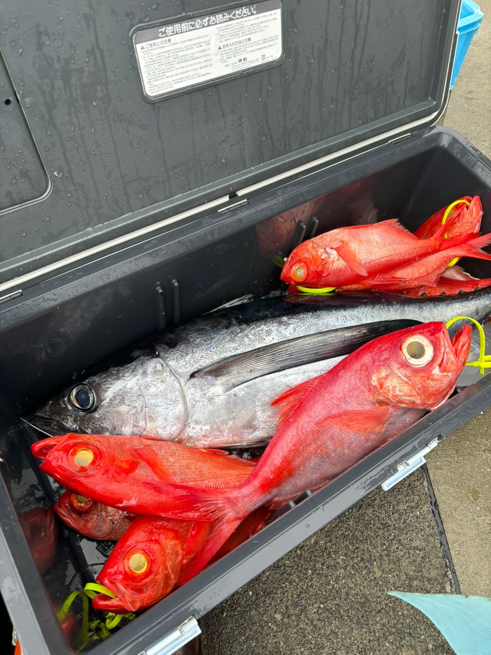 どかじゃさんの釣果 2枚目の画像