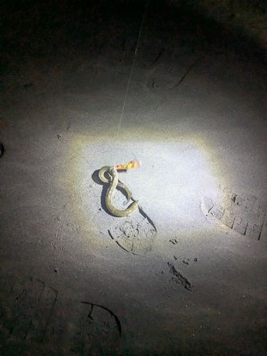 ホタテウミヘビの釣果