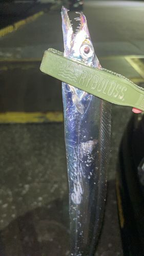 タチウオの釣果